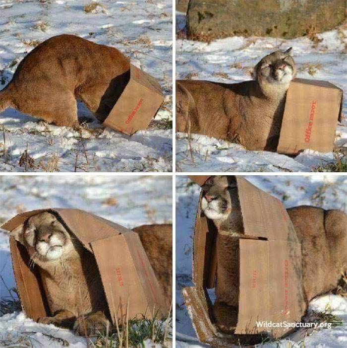30 Cute Times Animals Were Caught Acting The Fool 