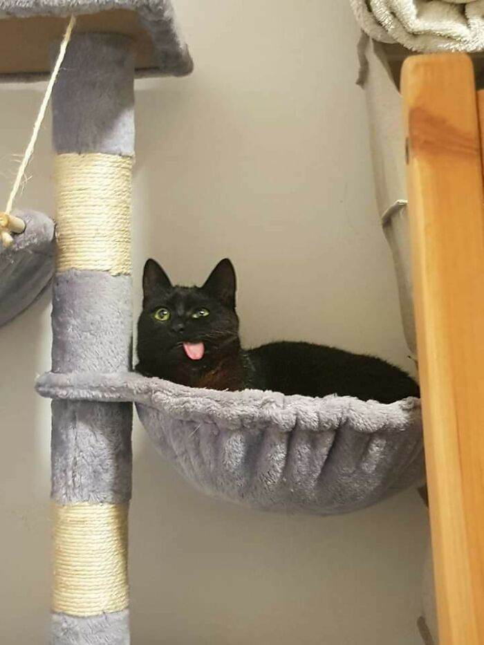 30 Cute Times Animals Were Caught Acting The Fool 