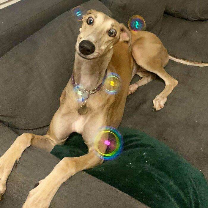 30 Cute Times Animals Were Caught Acting The Fool 