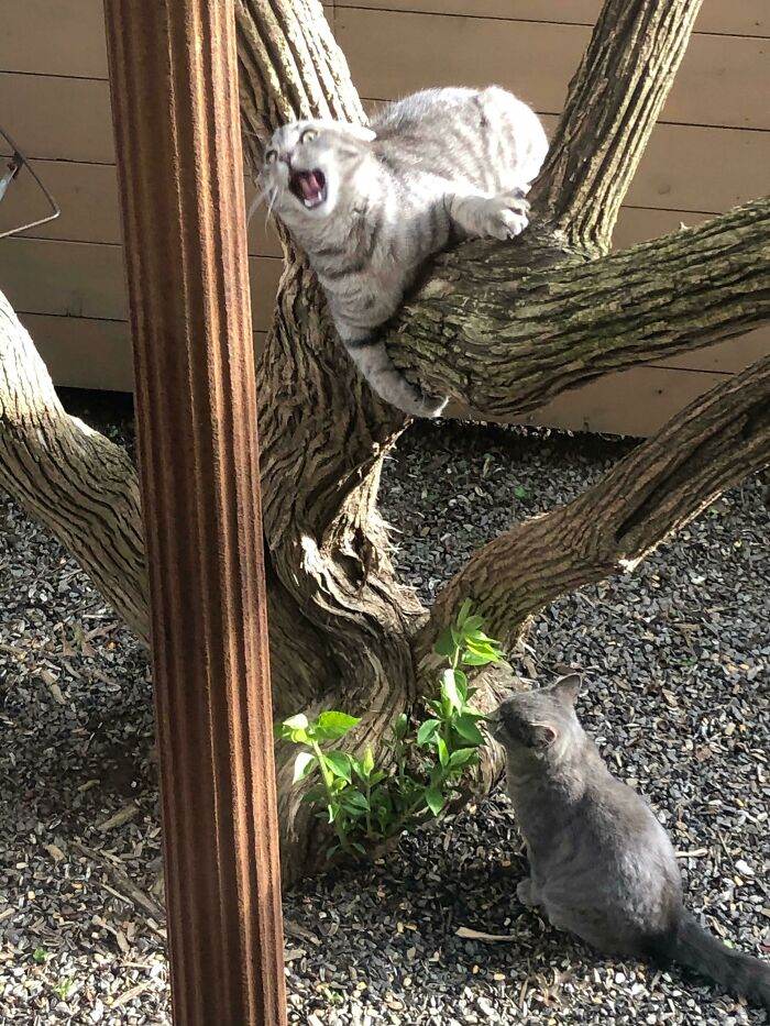 30 Cute Times Animals Were Caught Acting The Fool 
