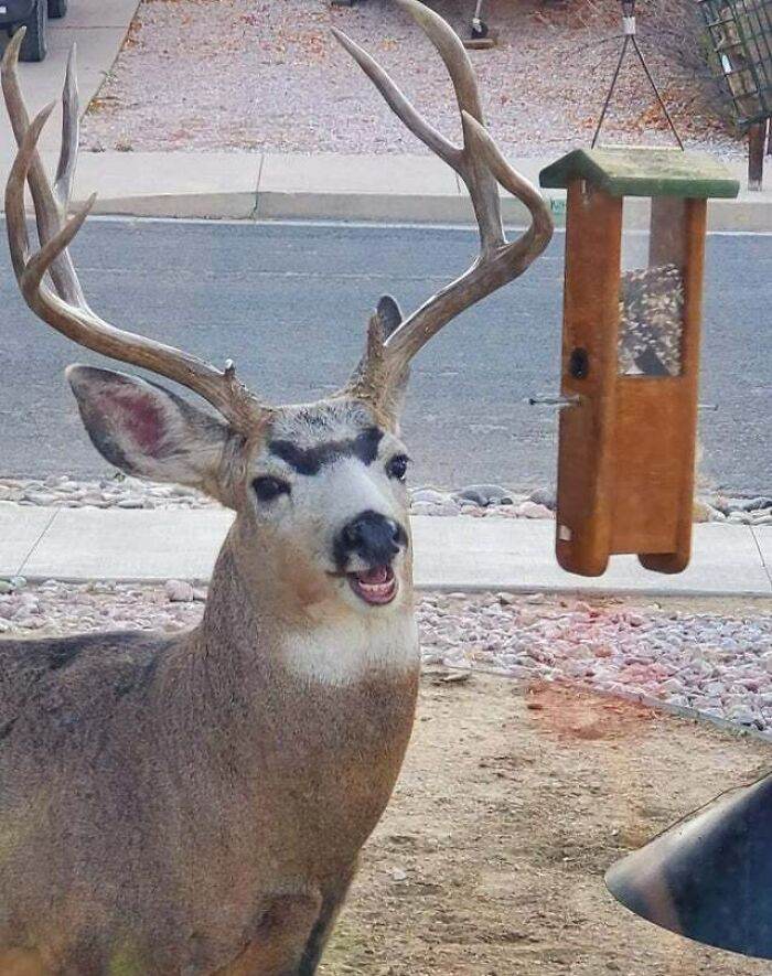 642A69840Cab5 Animals Being Derps