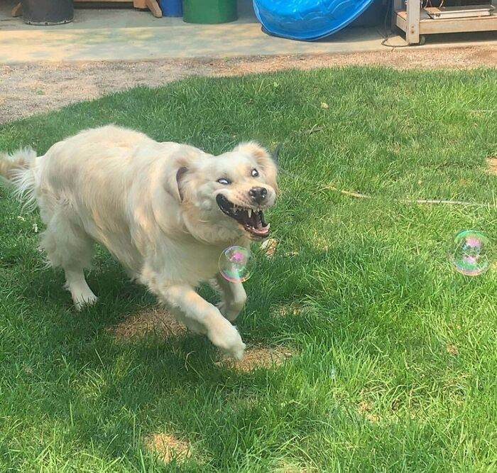 642A84Bf00506 Animals Being Derps