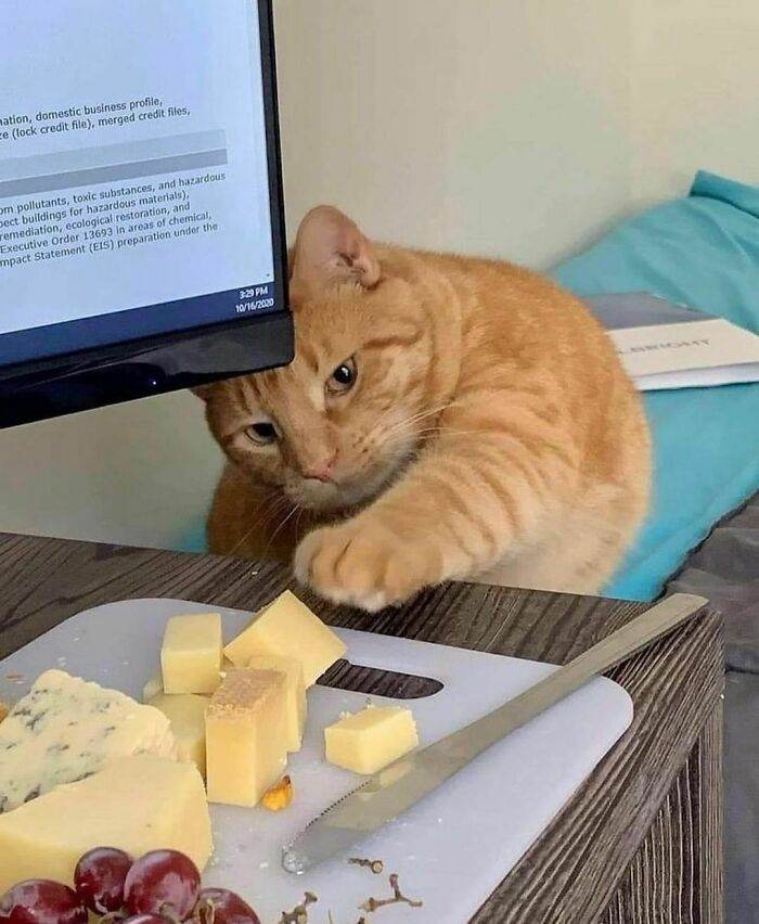 30 Times People Spotted Animals Doing Unusual Things 