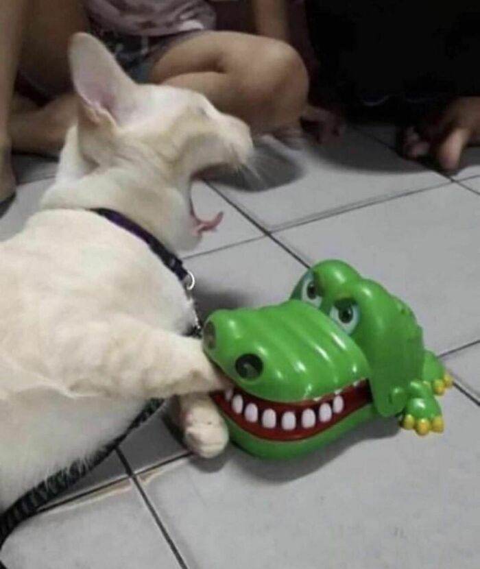30 Adorable Times People Spotted Animals Being Cute 