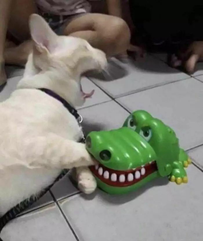 30 Adorable Times People Spotted Animals Being Cute 