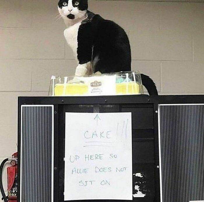 30 Times People Spotted Animals Doing Unusual Things 