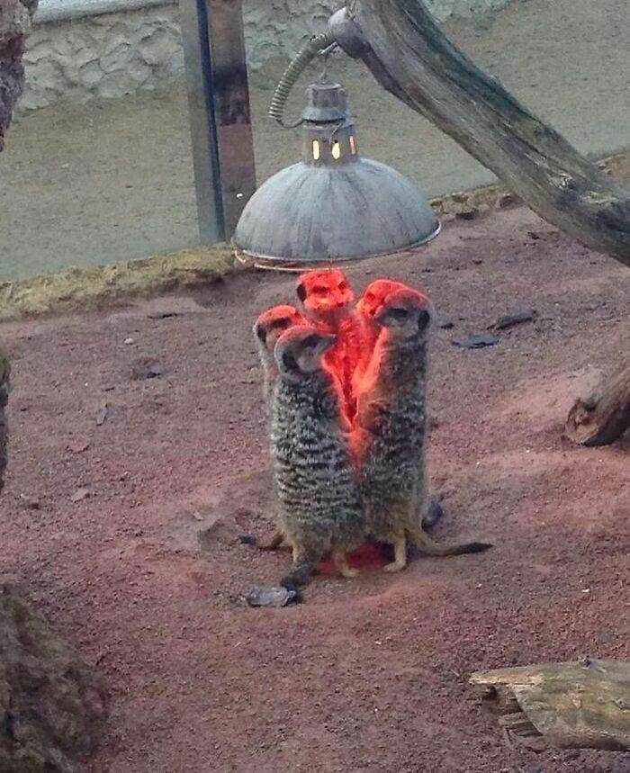 30 Times People Spotted Animals Doing Unusual Things 