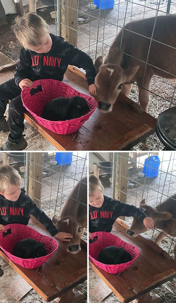 30 Cute Times Pets Hilariously Showed How Jealous They Are