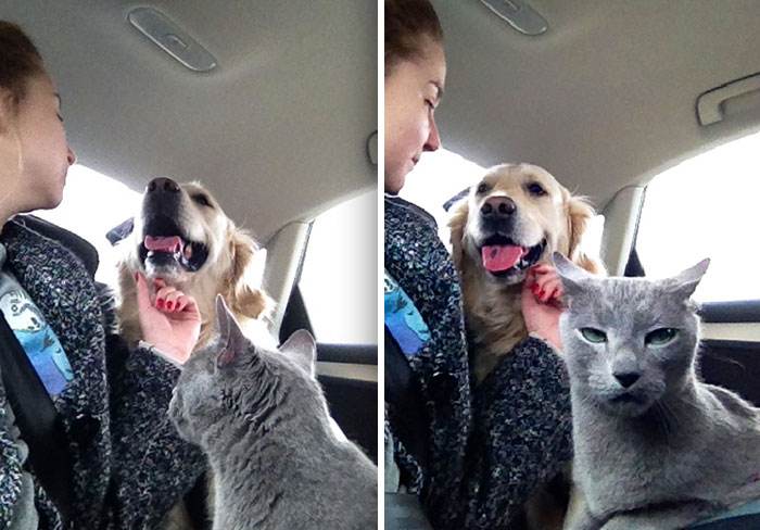 funny jealous pets 3 6423dea96c4d1 700