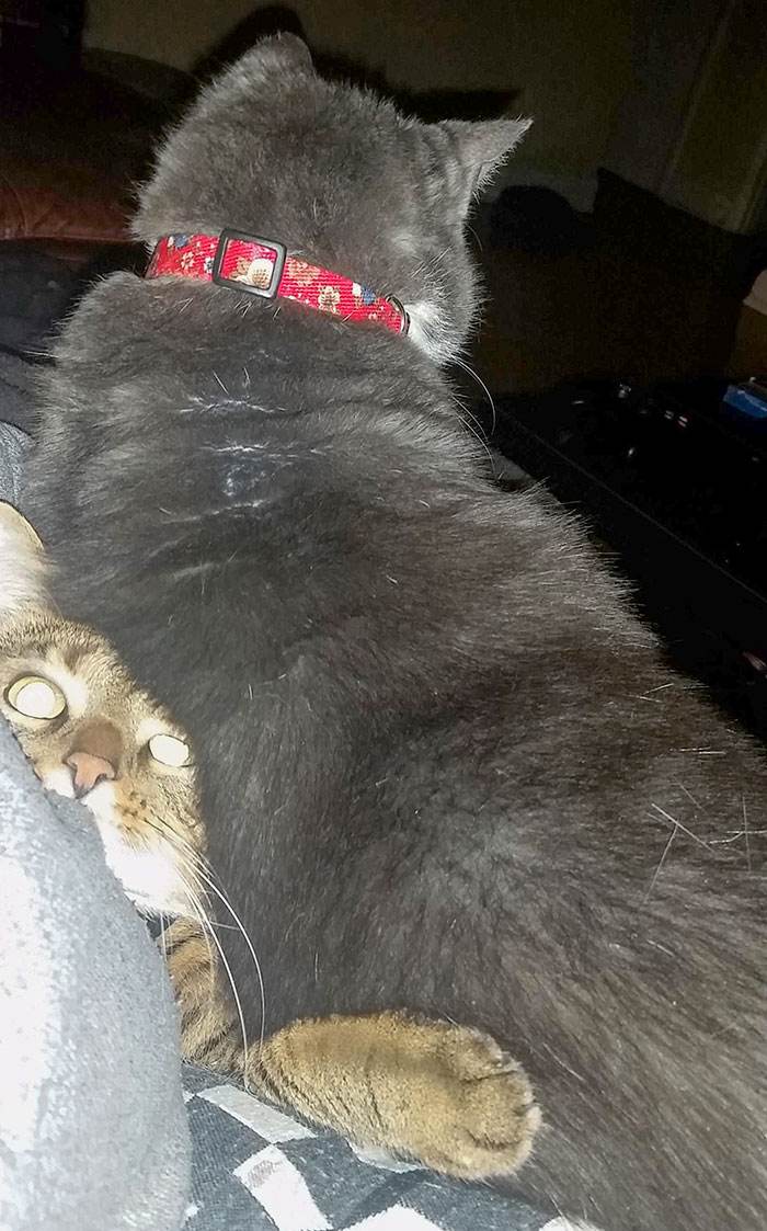 30 Cute Times Pets Hilariously Showed How Jealous They Are