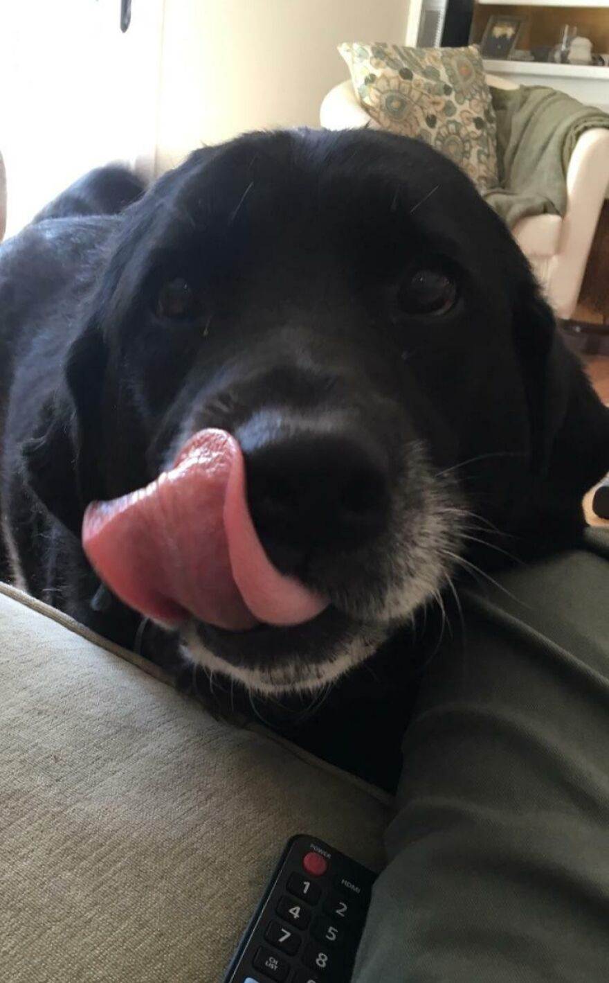 63F487C24E261 Cute Old Dogs 880