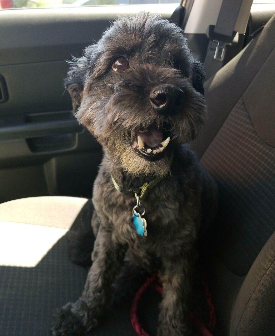 63F4941Ee71A1 Cute Old Dogs 880