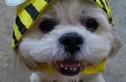 645249C2B5F16 Cute Old Dogs Part 1 880