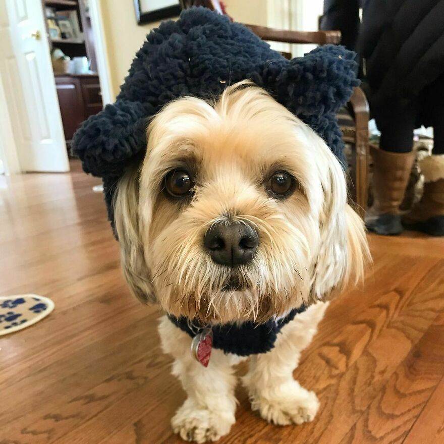 30 Absolutely Adorable Doggy Pics To Make Your Day Better