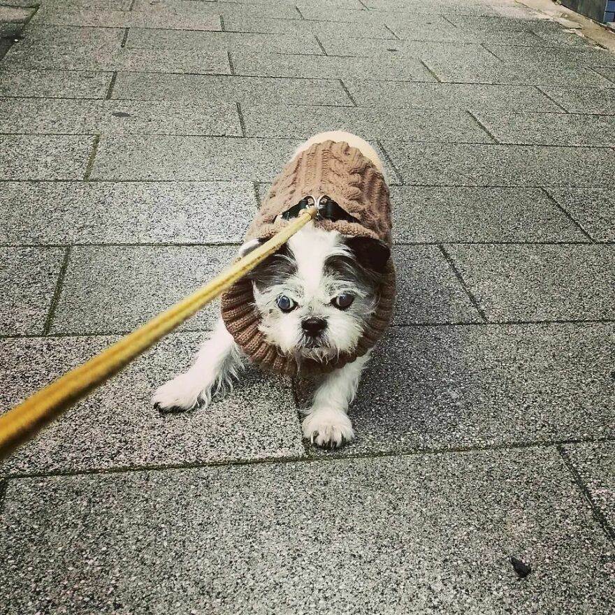 30 Absolutely Adorable Doggy Pics To Make Your Day Better
