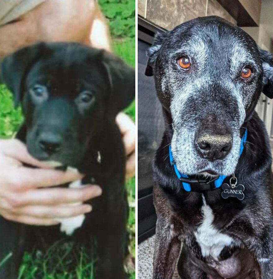 Cute Old Dogs 17 6453515491Ec6 880