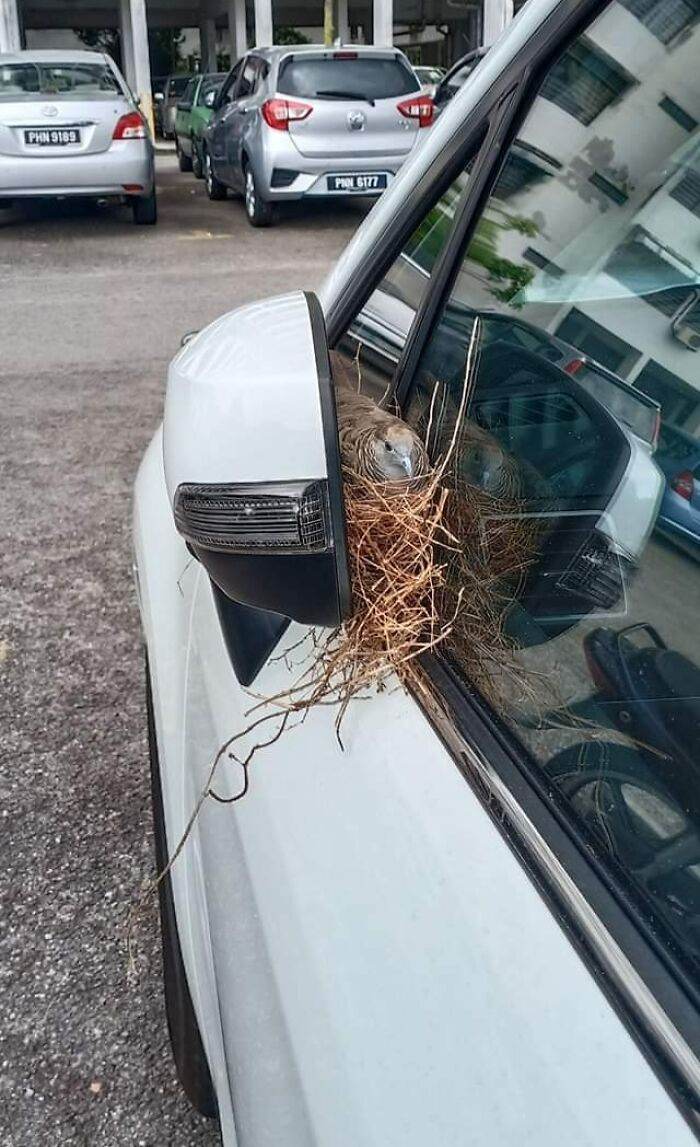 30 Adorable Pictures Of Nests In The Most Random Places