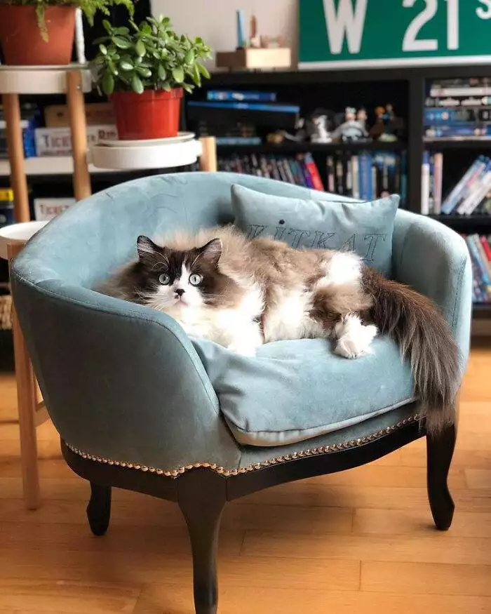 30 Adorable Tiny Beds, Sofas, And More Furniture Made Just For Cats