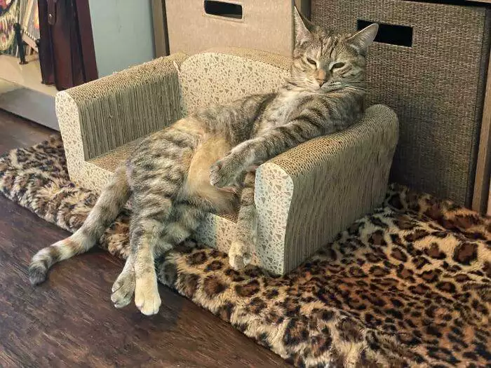 30 Adorable Tiny Beds, Sofas, And More Furniture Made Just For Cats