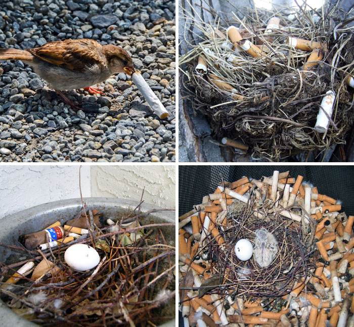 30 Adorable Pictures Of Nests In The Most Random Places