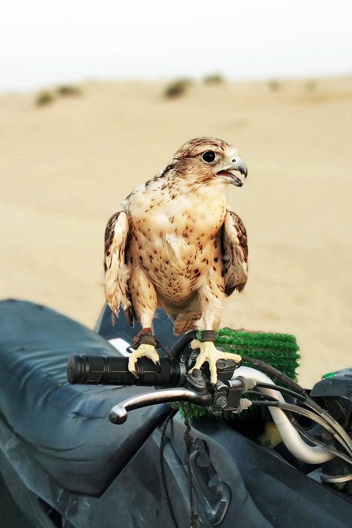 Interesting Dubai 42 6466323Eb192C 700