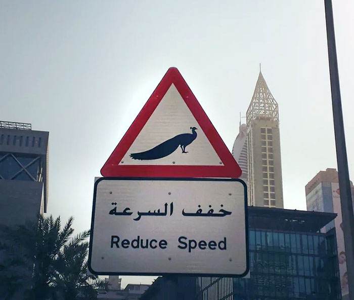 Interesting Dubai 8 646612Fe2A67C 700