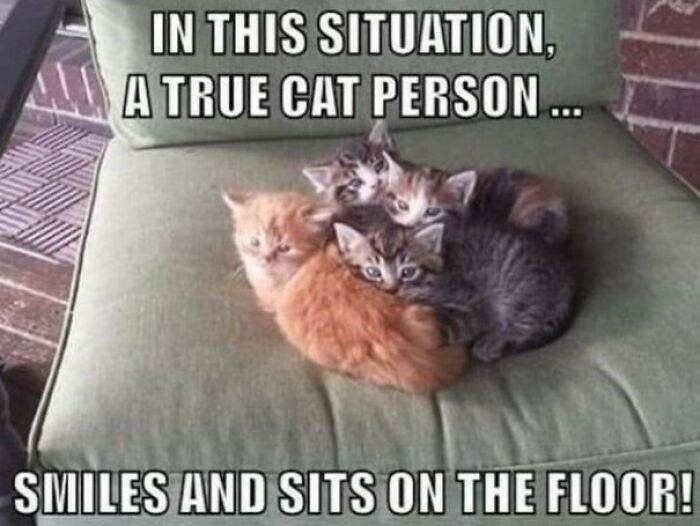 30 Hilariously Relatable Memes That Illustrate What Owning A Cat Is Really Like