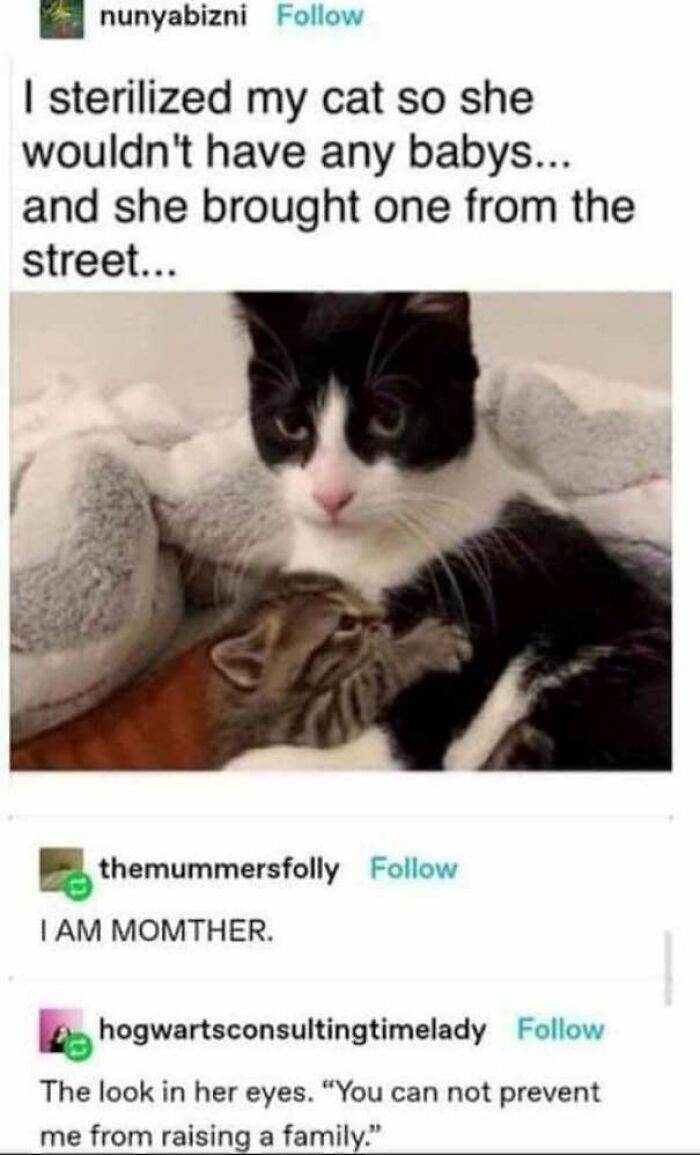 30 Hilariously Relatable Memes That Illustrate What Owning A Cat Is Really Like