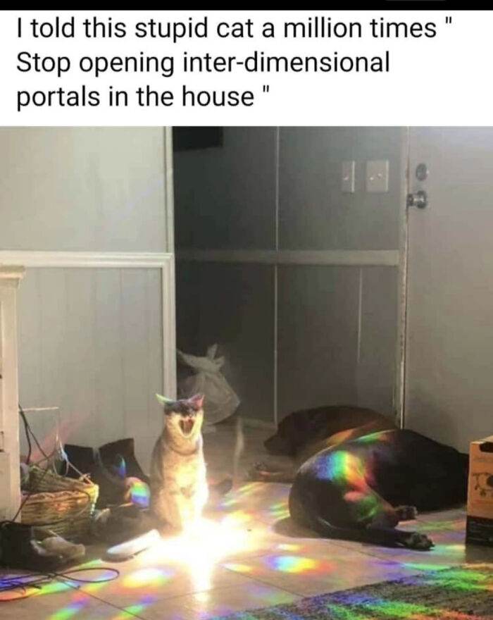 30 Hilariously Relatable Memes That Illustrate What Owning A Cat Is Really Like