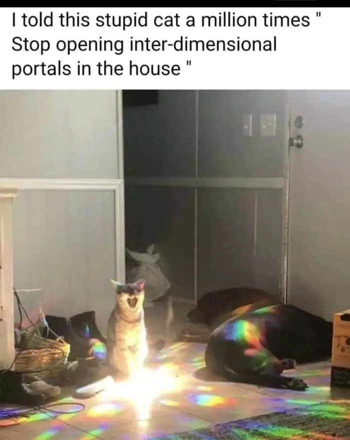 30 Hilariously Relatable Memes That Illustrate What Owning A Cat Is Really Like