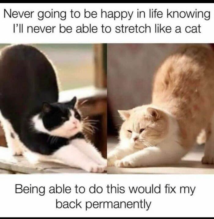 Funny Cute Cat Memes10 64A27A7Cc9Bd8 700