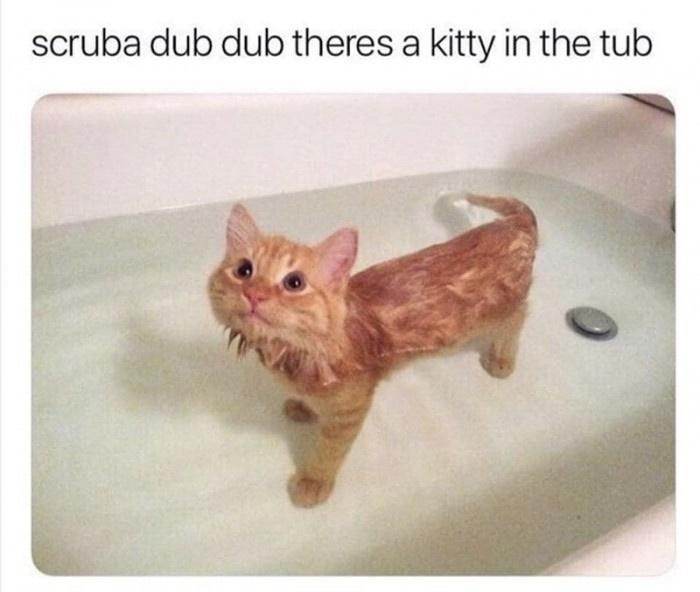 Funny Cute Cat Memes15 64A27Ba1Eb144 700