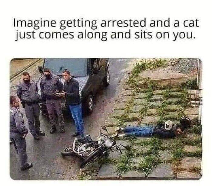 Funny Cute Cat Memes16 64A27Bd267465 700