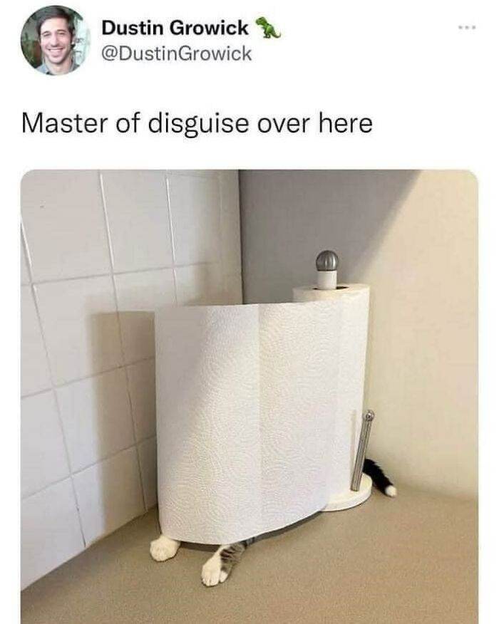 Funny Cute Cat Memes17 64A27C124003B 700