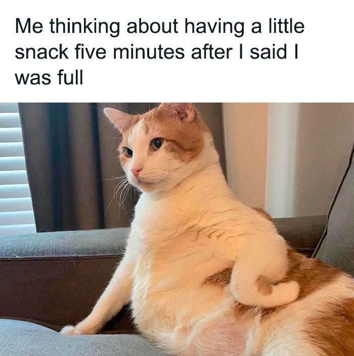 Funny Cute Cat Memes31 64A2997E08F26 700