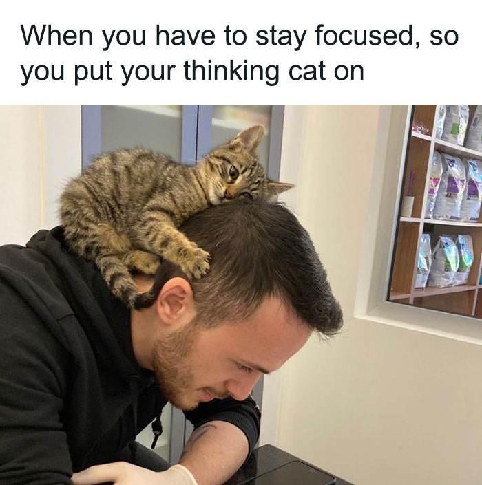 30 Hilariously Relatable Memes That Illustrate What Owning A Cat Is Really Like