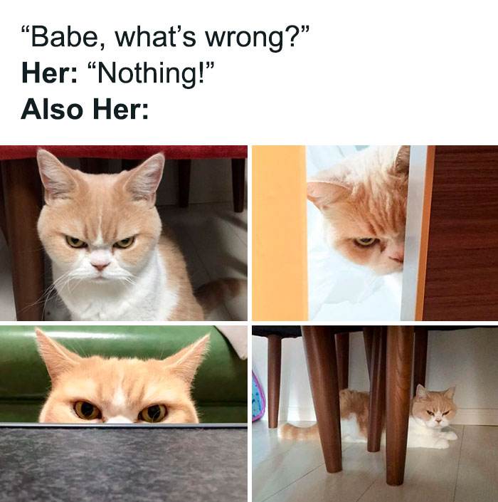 30 Hilariously Relatable Memes That Illustrate What Owning A Cat Is Really Like