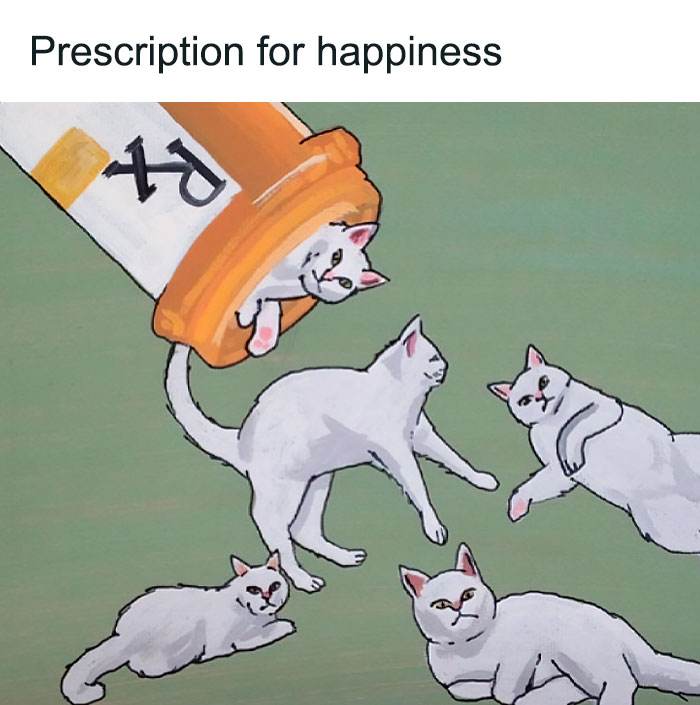 Funny Cute Cat Memes35 64A2Ab5D93826 700