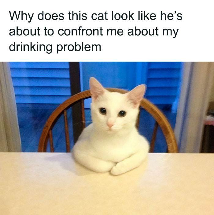 Funny Cute Cat Memes36 64A2B093Eae0C 700