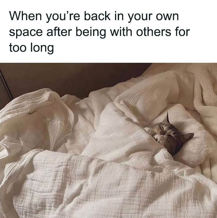 Funny Cute Cat Memes38 64A2B6A877962 700