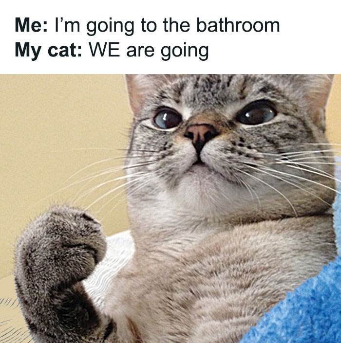 Funny Cute Cat Memes40 64A2Bbbf0Babe 700