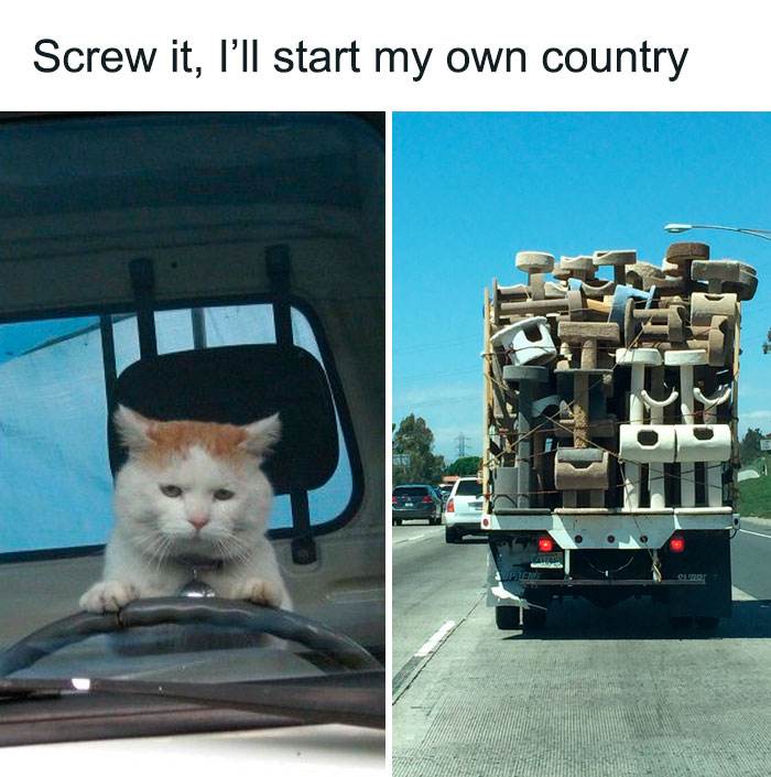 Funny Cute Cat Memes41 64A2Bef764E66 700
