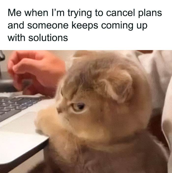 Funny Cute Cat Memes46 64A2D2B99927D 700