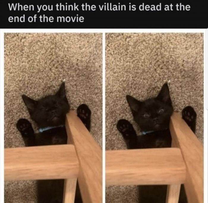 Funny Cute Cat Memes9 64A27A39E6Ab6 700