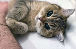 Wholesome Animals Uplifting Posts 313 6492Acc3Cfeb6 700