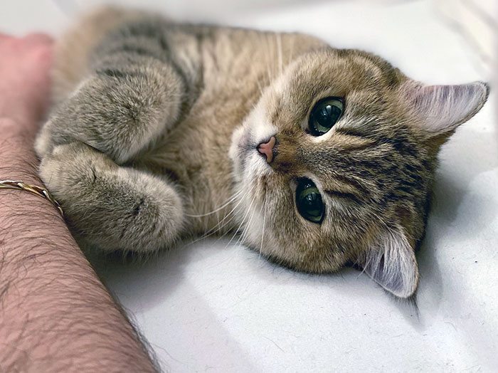 Wholesome Animals Uplifting Posts 313 6492Acc3Cfeb6 700