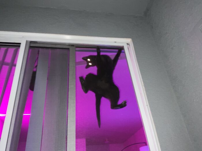 30 Awesome Times Pets Sent Their Owners Into Panic Mode
