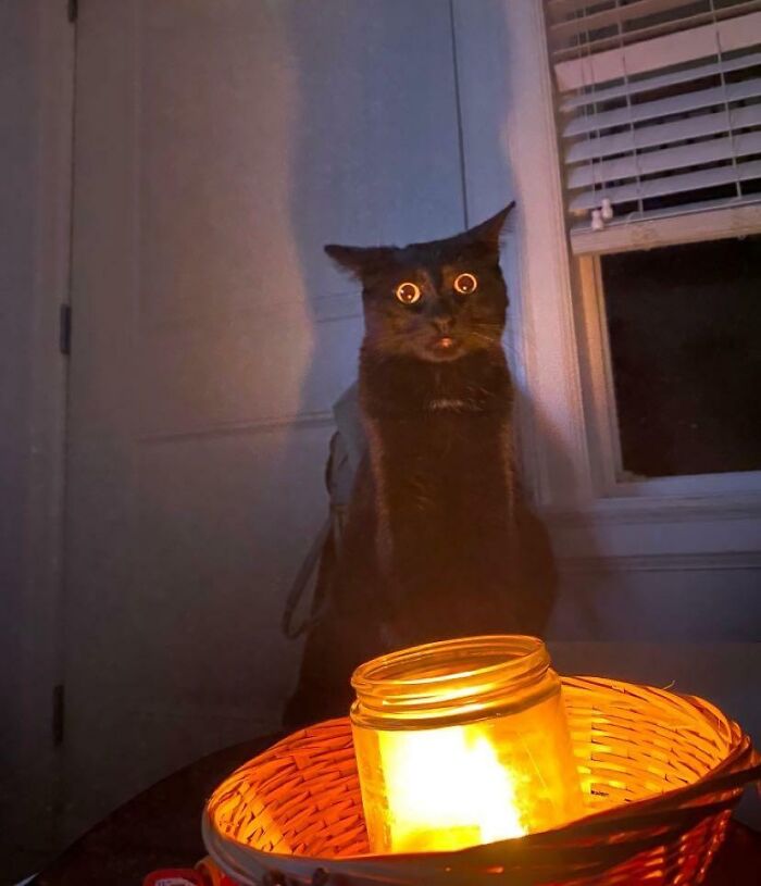 30 Awesome Times Pets Sent Their Owners Into Panic Mode