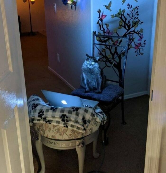 30 Awesome Times Pets Sent Their Owners Into Panic Mode