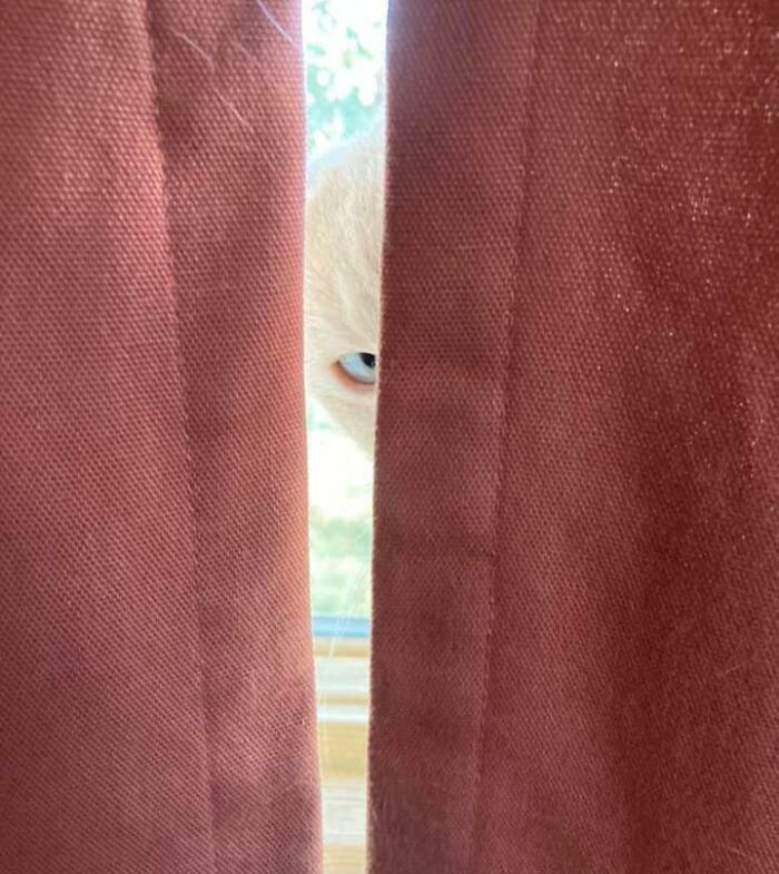30 Awesome Times Pets Sent Their Owners Into Panic Mode
